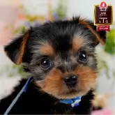 ヨークシャーテリア【神奈川県・男の子・2025年5月27日・スティールブルー&タン】の写真1「かわいい子犬の画像や当犬舎の情報を掲載しています💖是非、見てください🎶」