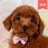 トイプードル(トイ)
