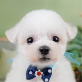 ビションフリーゼ