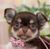 チワワ(ロング)【神奈川県・女の子・2025年1月31日・チョコレートタン&ホワイト】の写真1「かわいい子犬の画像や当犬舎の情報を掲載しています💖是非、見てください🎶」