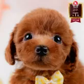 トイプードル(トイ)