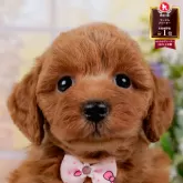 トイプードル(トイ)