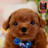 ティーカッププードル