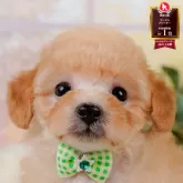 タイニープードル