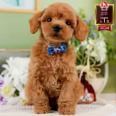 トイプードル(トイ)【神奈川県・男の子・2025年7月20日・レッド】の写真1「かわいい子犬の画像や当犬舎の情報を掲載しています💖是非、見てください🎶」
