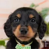 ミニチュアダックスフンド(ロング)【神奈川県・男の子・2025年3月31日・ブラックタン】の写真1「かわいい子犬の画像や当犬舎の情報を掲載しています💖是非、見てください🎶」