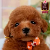 トイプードル(トイ)