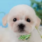 タイニープードル