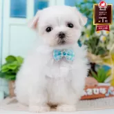 マルチーズ