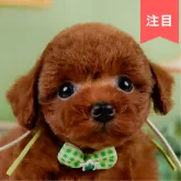 トイプードル(トイ)