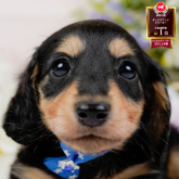 カニンヘンダックスフンド(ロング)