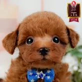 トイプードル(トイ)