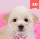 トイプードル(トイ)