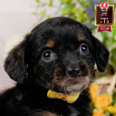 チワックス(チワワ×ダックスフンド)