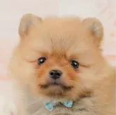 ポメラニアン【神奈川県・男の子・2025年1月5日・オレンジ】の写真1「かわいい子犬の画像や当犬舎の情報を掲載しています💖是非、見てください🎶」