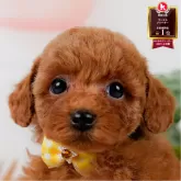 トイプードル(トイ)