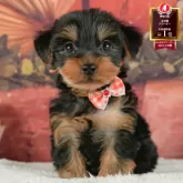 ヨークシャーテリア【神奈川県・男の子・2025年6月23日・スティールブルー&タン】の写真1「かわいい子犬の画像や当犬舎の情報を掲載しています💖是非、見てください🎶」
