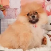 ポメラニアン