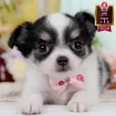 チワワ(ロング)【神奈川県・女の子・2025年6月22日・ブラックタンホワイト】の写真1「かわいい子犬の画像や当犬舎の情報を掲載しています💖是非、見てください🎶」