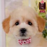 トイプードル(トイ)