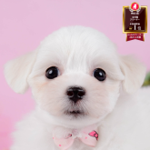 マルビション(マルチーズ×ビションフリーゼ)