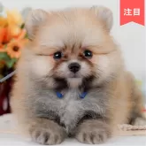 ポメラニアン【神奈川県・男の子・2025年5月12日・クリームセーブル】の写真1「かわいい子犬の画像や当犬舎の情報を掲載しています💖是非、見てください🎶」
