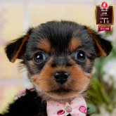 ヨークシャーテリア