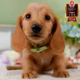 ミニチュアダックスフンド(ロング)【神奈川県・男の子・2025年7月17日・レッド】の写真1「かわいい子犬の画像や当犬舎の情報を掲載しています💖是非、見てください🎶」