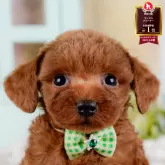 タイニープードル