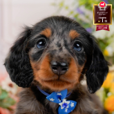 ミニチュアダックスフンド(ロング)