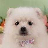 ポメラニアン【神奈川県・女の子・2024年11月24日・クリーム】の写真1「かわいい子犬の画像や当犬舎の情報を掲載しています💖是非、見てください🎶」