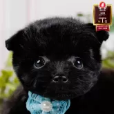 ポメプー(ポメラニアン×トイプードル)【神奈川県・男の子・2025年9月17日・ブラック】の写真1「かわいい子犬の画像や当犬舎の情報を掲載しています💖是非、見てください🎶」