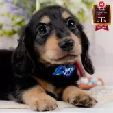 ミニチュアダックスフンド(ロング)【神奈川県・男の子・2025年7月17日・ブラックタン】の写真1「かわいい子犬の画像や当犬舎の情報を掲載しています💖是非、見てください🎶」