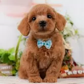 トイプードル(トイ)【神奈川県・男の子・2025年7月20日・レッド】の写真1「かわいい子犬の画像や当犬舎の情報を掲載しています💖是非、見てください🎶」