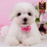 ビションフリーゼ【神奈川県・女の子・2025年5月27日・ホワイト】の写真1「かわいい子犬の画像や当犬舎の情報を掲載しています💖是非、見てください🎶」