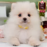 ポメラニアン