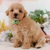 ビションプー(ビションフリーゼ×トイプードル)【神奈川県・男の子・2025年7月18日・アプリコット】の写真1「かわいい子犬の画像や当犬舎の情報を掲載しています💖是非、見てください🎶」