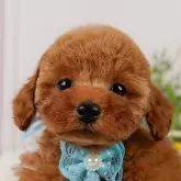 トイプードル(トイ)【神奈川県・男の子・2025年3月29日・レッド】の写真1「かわいい子犬の画像や当犬舎の情報を掲載しています💖是非、見てください🎶」