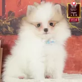 ポメラニアン