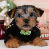 ヨークシャーテリア【神奈川県・男の子・2025年5月27日・スティールブルー&タン】の写真1「かわいい子犬の画像や当犬舎の情報を掲載しています💖是非、見てください🎶」