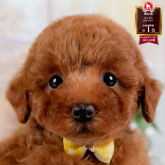 トイプードル(トイ)