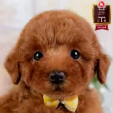 トイプードル(トイ)