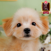 ポメプー(ポメラニアン×トイプードル)