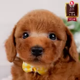 トイプードル(トイ)【神奈川県・女の子・2025年9月30日・レッド】の写真1「かわいい子犬の画像や当犬舎の情報を掲載しています💖是非、見てください🎶」