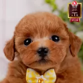 タイニープードル