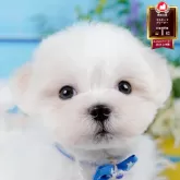 マルチーズ