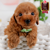 トイプードル(トイ)