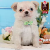 チワワ(ロング)