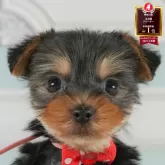 ヨークシャーテリア【神奈川県・男の子・2025年6月23日・スティールブルー&タン】の写真1「かわいい子犬の画像や当犬舎の情報を掲載しています💖是非、見てください🎶」