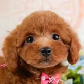 トイプードル(トイ)【神奈川県・女の子・2024年10月28日・レッド】の写真1「かわいい子犬の画像や当犬舎の情報を掲載しています💖是非、見てください🎶」